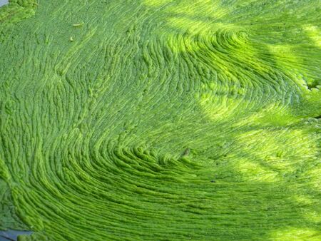 Green duckweed on water lit by the sun, for background or textureの写真素材