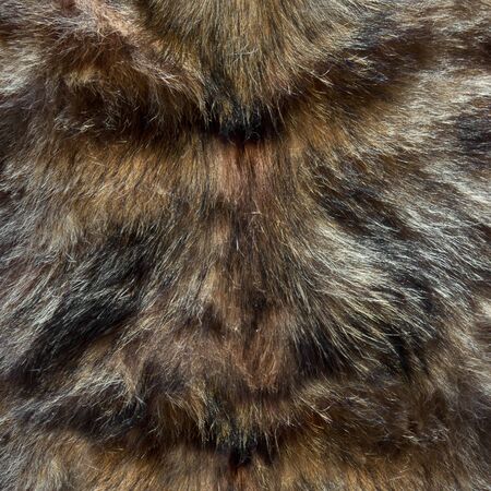 Wolf fur Wolf fur texture for backgroundの写真素材