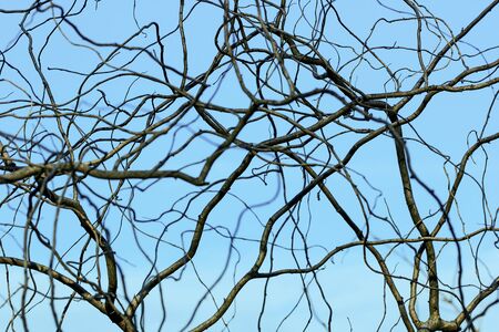dry branches of a tree look against the blue skyの写真素材