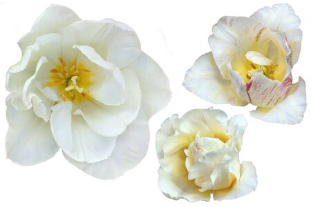 Three white tulip flower on a white isolated background. Flower without a stalk. Close up no shadows.の写真素材