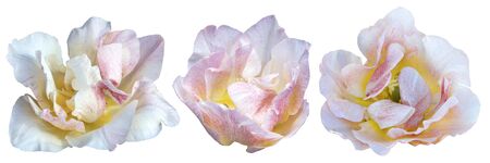 Three white tulip flower on a white isolated background. Flower without a stalk. Close up no shadows.の写真素材