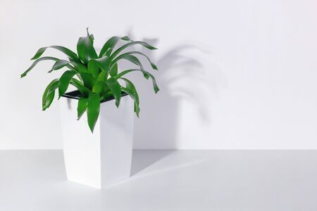 Indoor green plant in a white pot. Side view on a white shelf against a white wallの写真素材
