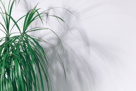 green leaves of palm dracaena shade from them on the wallの写真素材