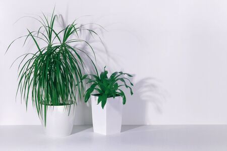 dracaena and succulent in white pots on a white tableの写真素材