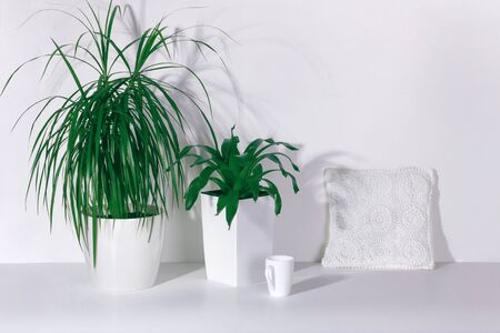 dracaena and succulent in white pots on a white table with a mug and a white pillowの写真素材