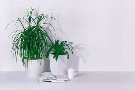 green houseplants and a white mug with a diaryの写真素材