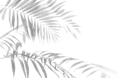 The shadow of the palm leaves black and white monochrome image.の写真素材