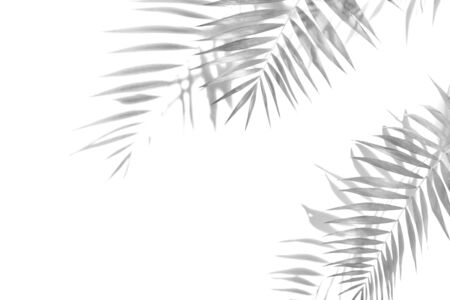 The shadow of the palm leaves black and white monochrome image.の写真素材