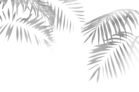 The shadow of the palm leaves black and white monochrome image.の写真素材