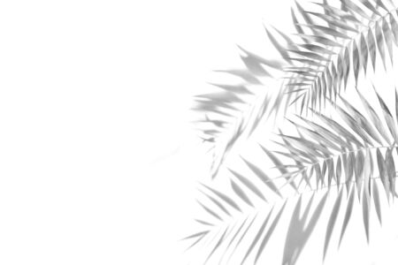 The shadow of the palm leaves black and white monochrome image.の写真素材