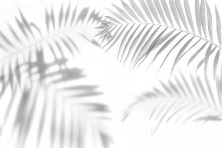 The shadow of the palm leaves black and white monochrome image.の写真素材