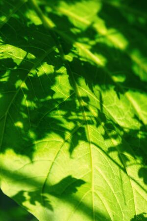 Close up of natural green leaves background, tropical foliage texture.の写真素材