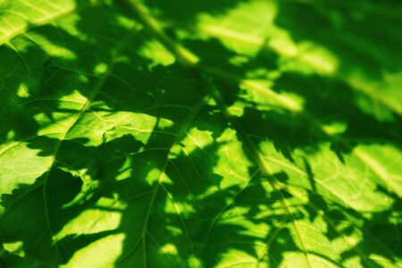Close up of natural green leaves background, tropical foliage texture.の写真素材