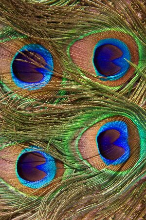 bright shiny peacock feathers, backgroundの写真素材