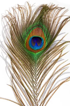 peacock feather isolated on white backgroundの写真素材