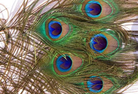 bright shiny peacock feathers, backgroundの写真素材