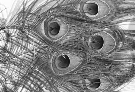 black and white peacock feathers isolated, backgroundの写真素材