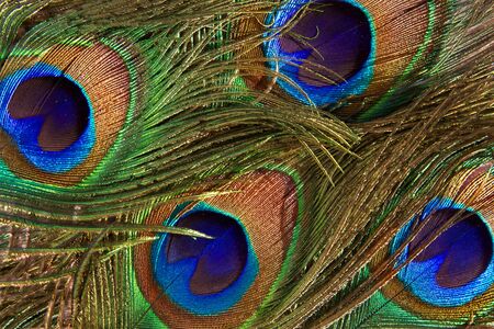 bright shiny peacock feathers, backgroundの写真素材