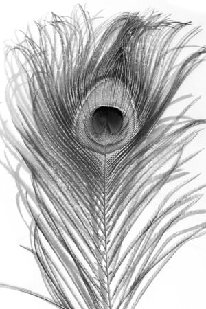 monochrome peacock feather illuminated by the sun on a white background in isolationの写真素材