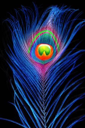 Bright peacock feather in neon light on a black background.の写真素材