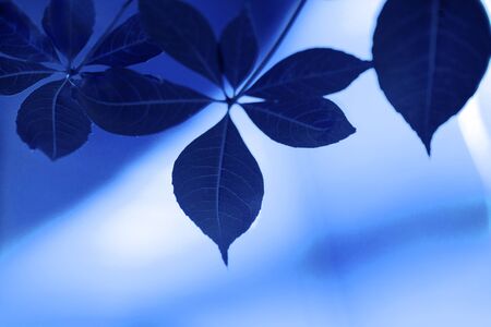 The sun's rays pass through the blue leaves. Summer background.の写真素材