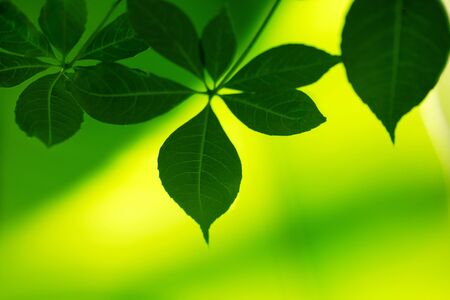 Young green leaves and the sun through themの写真素材