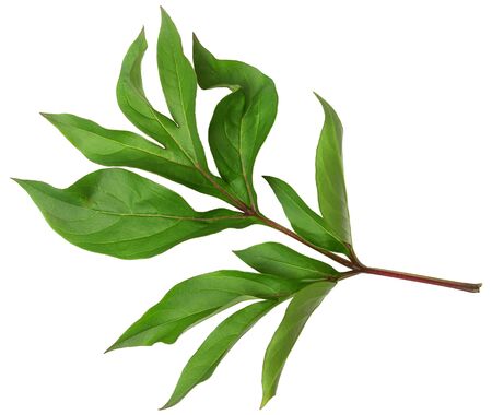 green leaves peony bush. isolated on white backgroundの写真素材