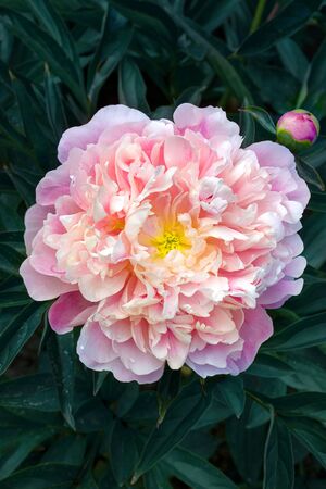 Big pink flower of common peony. Lush foliageの写真素材
