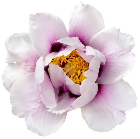 White and yellow center hybrid peony isolated on whiteの写真素材