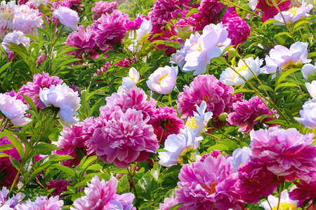 Numerous bushes in white and pink peonies outdoors in the garden.の写真素材