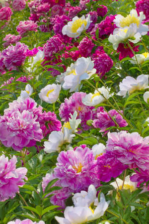 Numerous bushes in white and pink peonies outdoors in the garden.の写真素材
