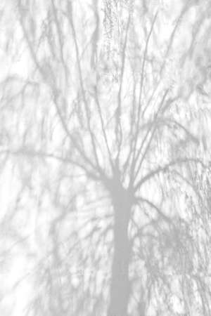 Shadows from trees on a plastered wallの写真素材