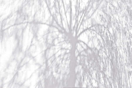 Shadows from trees on a plastered wallの写真素材