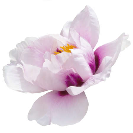Peony white hybrid on white background isolatedの写真素材