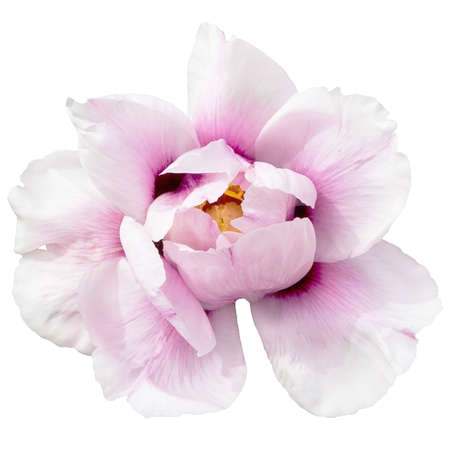 Peony white hybrid on white background isolatedの写真素材