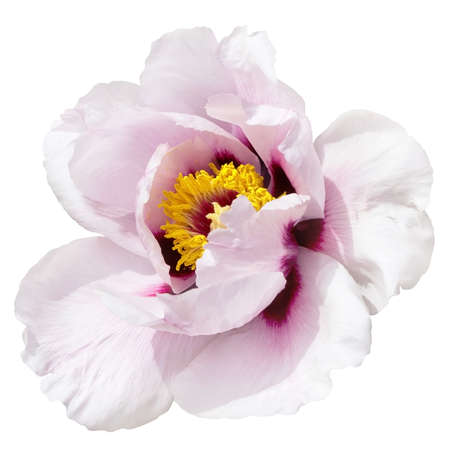 Peony white hybrid on white background isolatedの写真素材