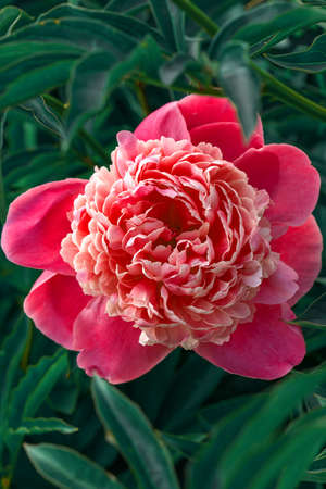 Scarlet peony among green leaves in the gardenの写真素材