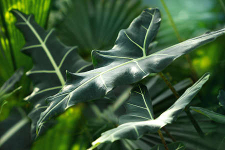 Tropical leaf texture background, stripes of dark green foliage. Elephant Ear Plant, Growing Colocasia, Alocasiaの写真素材