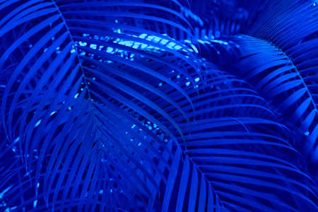 Large leaves of the palm trees coconut blue palm leaf, Natural tropical backgroundの写真素材