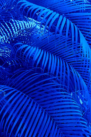 Large leaves of the palm trees coconut blue palm leaf, Natural tropical backgroundの写真素材