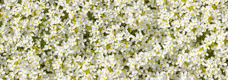 Natural background of small white flowers, ecology title page conceptの写真素材