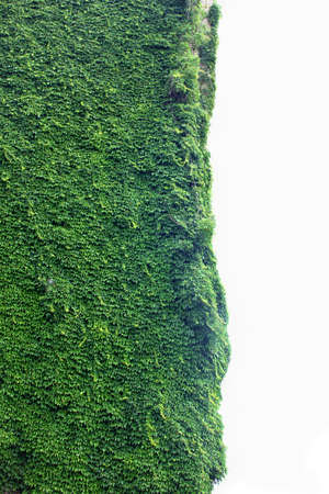 Corner of a building covered with vines.の写真素材