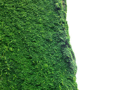 Corner of a building covered with vines.の写真素材
