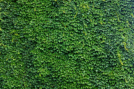 overgrown, large vineyard on a horizontal wallの写真素材