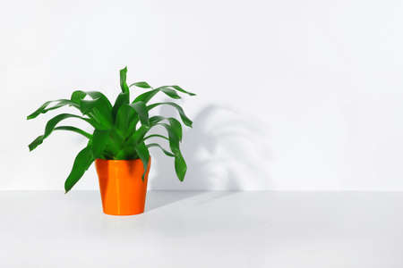 A green leafy succulent plant in a bright orange pot stands on a table or shelf. There is a place for your design.の写真素材
