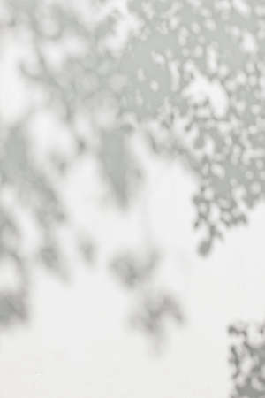lush foliage from trees creating shade on a white plastered wallの写真素材