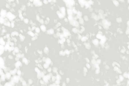 shadow of the leaves on a white wallの写真素材