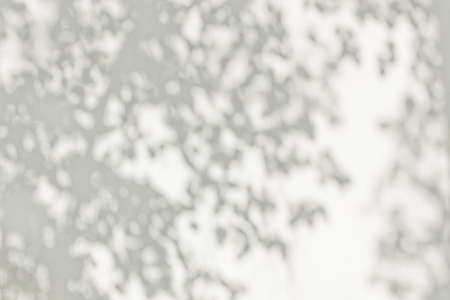 shadow of the leaves on a white wallの写真素材