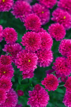 a lot of burgundy asters with yellow centers on the bushes, backgroundの写真素材