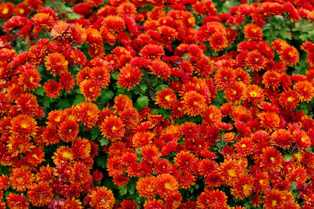 many orange and yellow asters on a flower bed in the gardenの写真素材